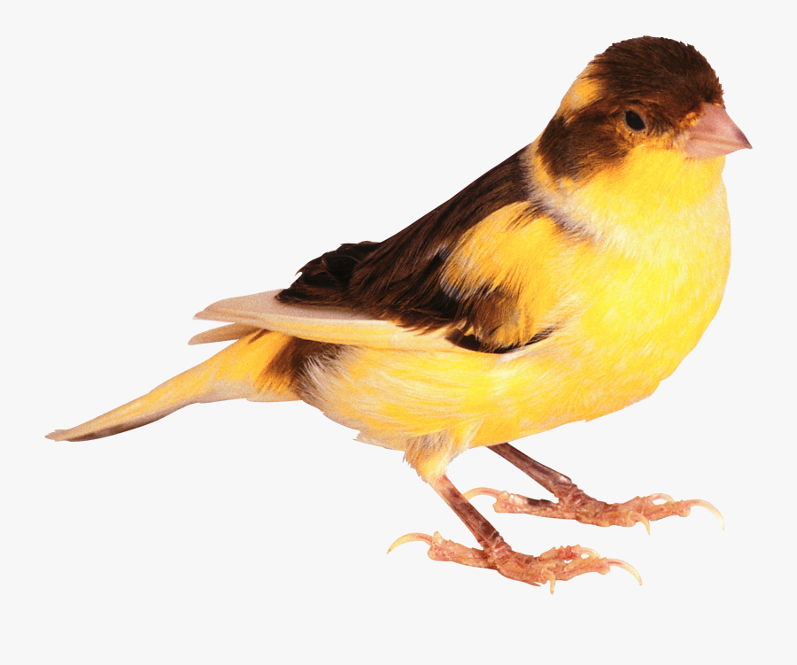 Birds Png, Transparent Clipart