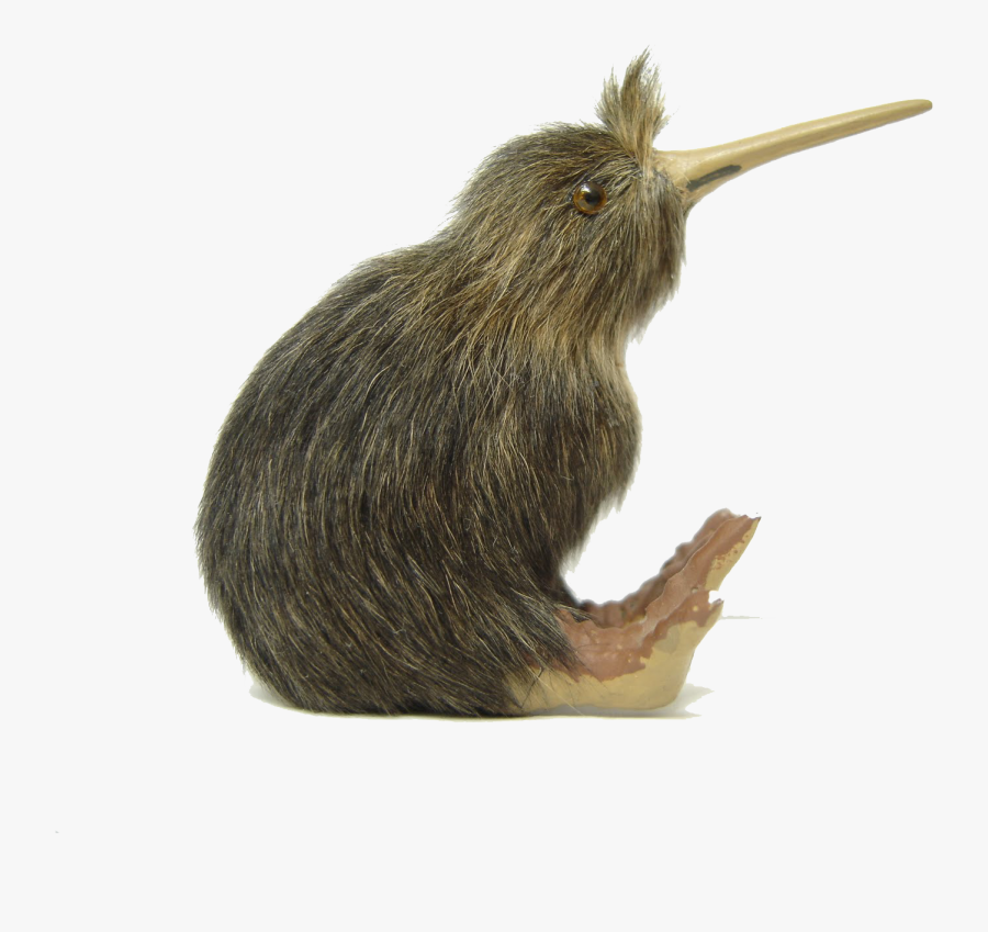 Kiwi Bird Png File, Transparent Clipart
