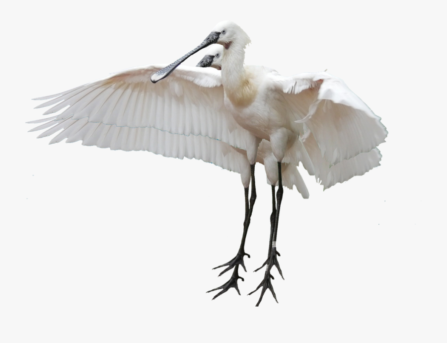 Crane Bird Clip Art - Spoonbill Bird Png, Transparent Clipart