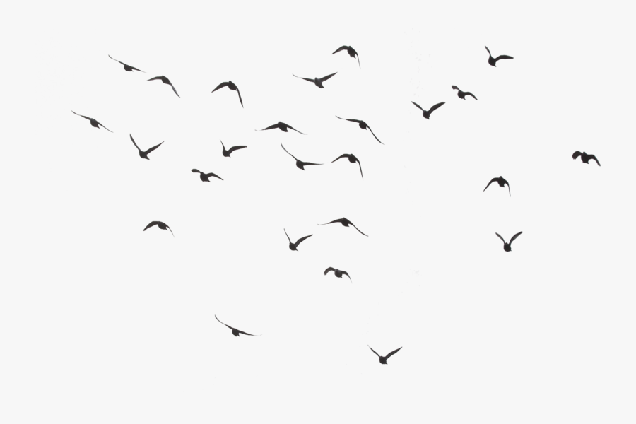 Png Birds Free - Birds Flying Transparent Background, Transparent Clipart