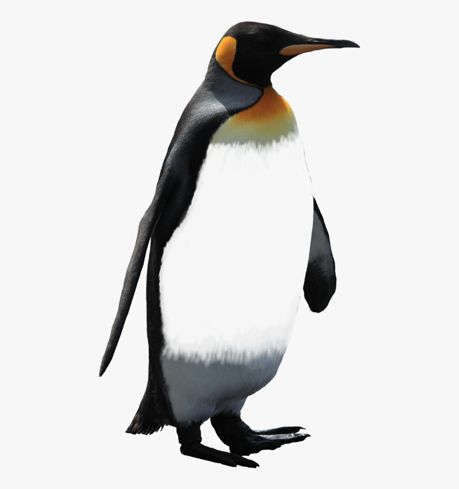 #pinguin #freetoedit - Emperor Penguin, Transparent Clipart