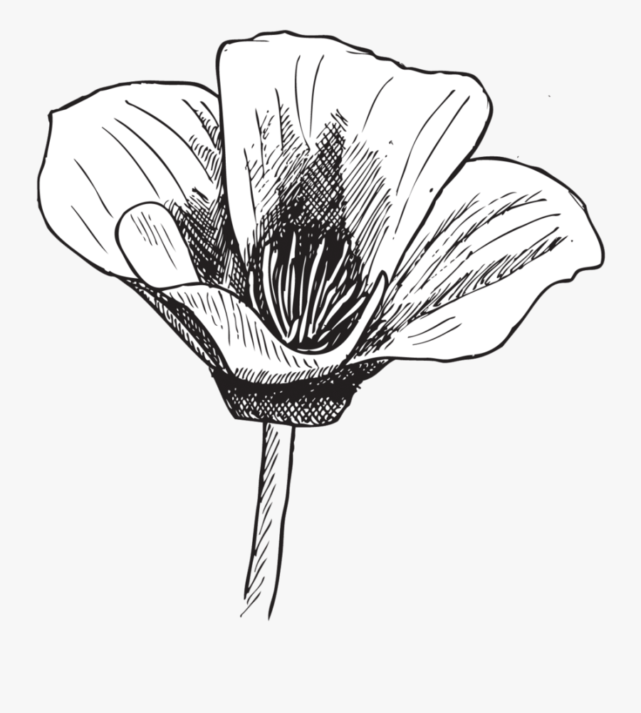 Poppy, Transparent Clipart