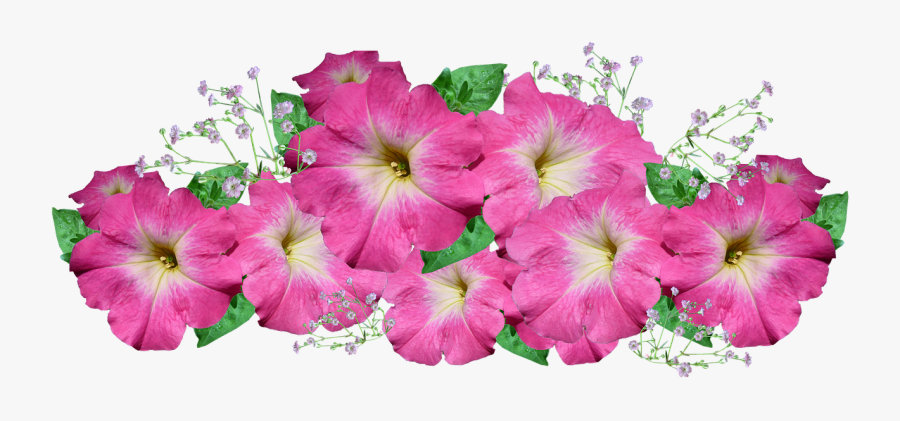 Petunia Transparent, Transparent Clipart