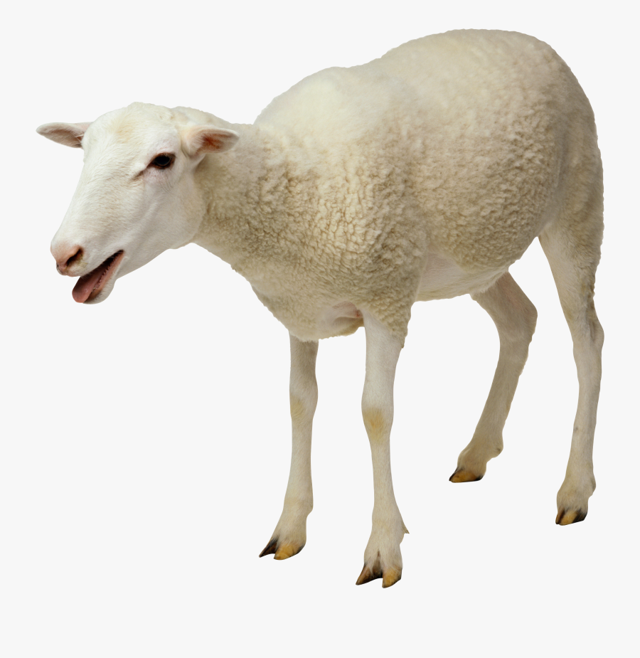 Sheep Png Image - Sheep Png, Transparent Clipart