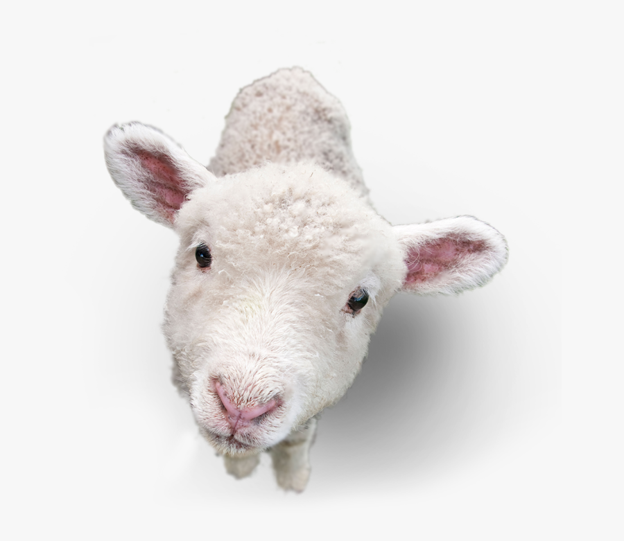 Lamb Png Picture - Lamb Png, Transparent Clipart