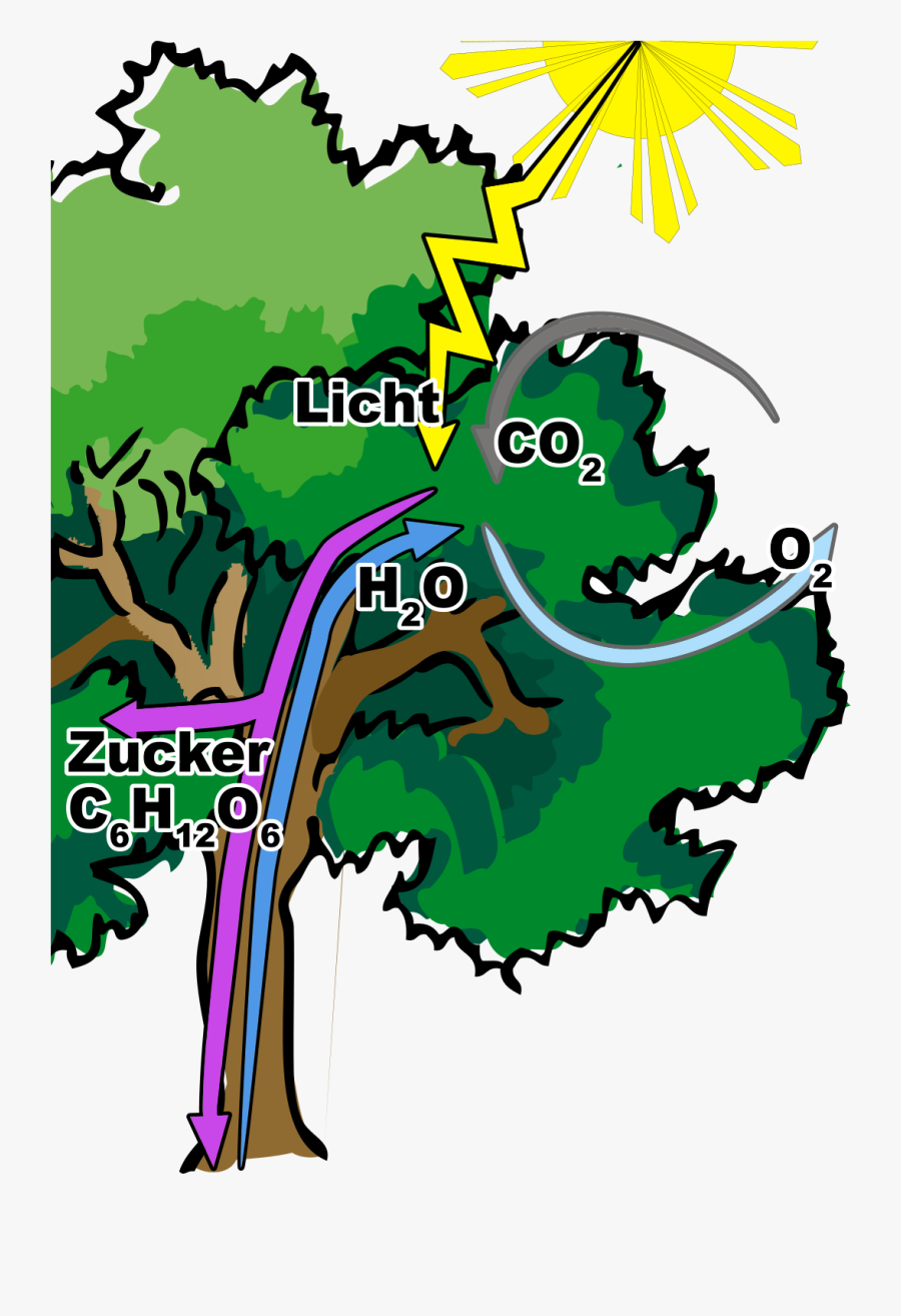 Oak Trees Clip Art - Narra Tree Clip Art, Transparent Clipart