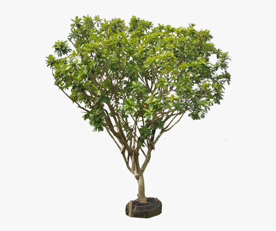 Transparent Plumeria Png - Plumeria Alba Png, Transparent Clipart