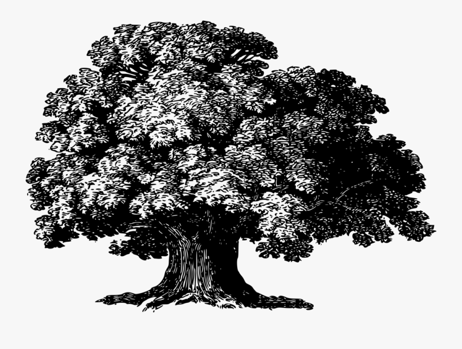 Plant,monochrome Photography,houseplant - Baobab Tree Silhouette Drawing, Transparent Clipart