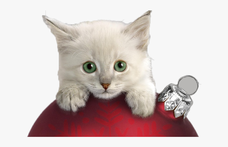 Christmas Cat Kitten Wallpaper - Christmas Cat Png, Transparent Clipart