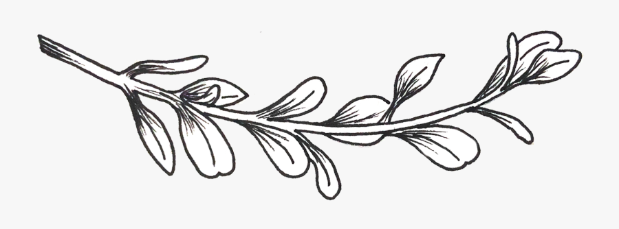 Line Art, Transparent Clipart