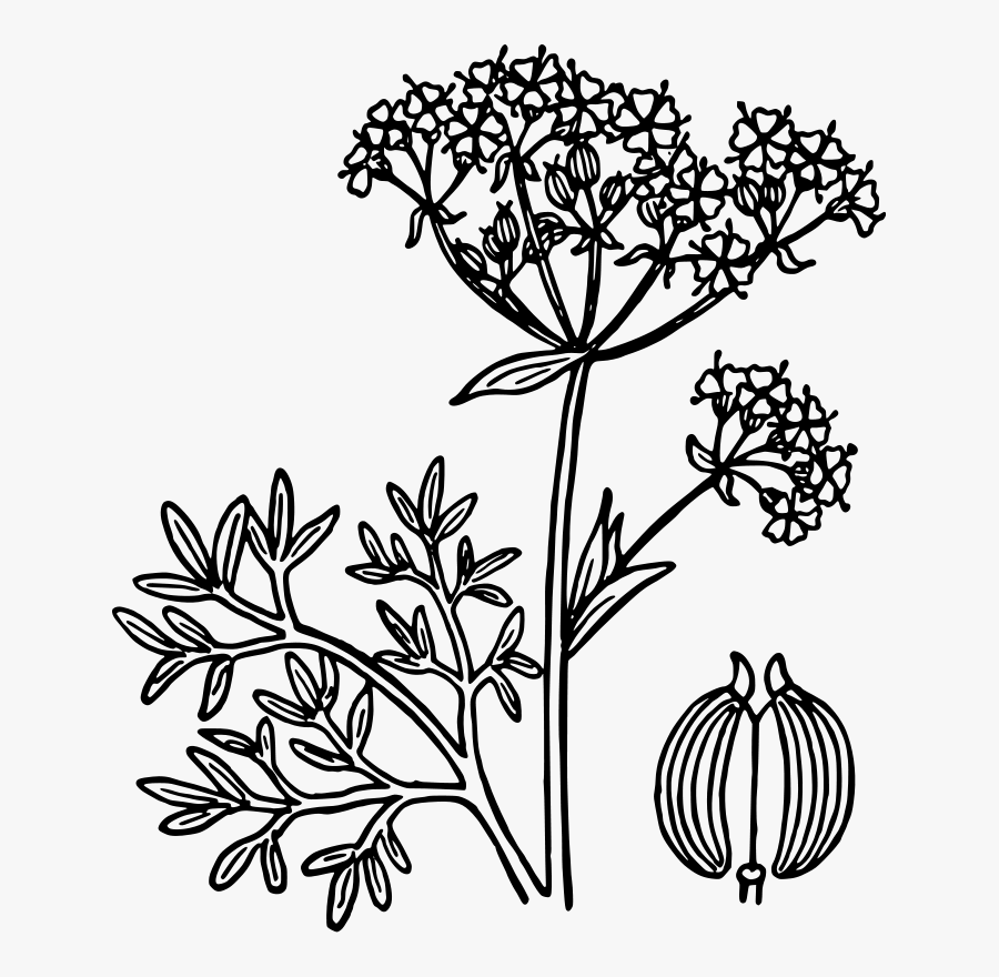 Anise Clipart, Transparent Clipart