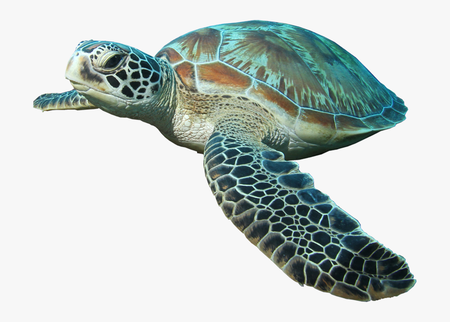 Clip Art Hd Image Transparentpng - Transparent Background Sea Turtle Png, Transparent Clipart