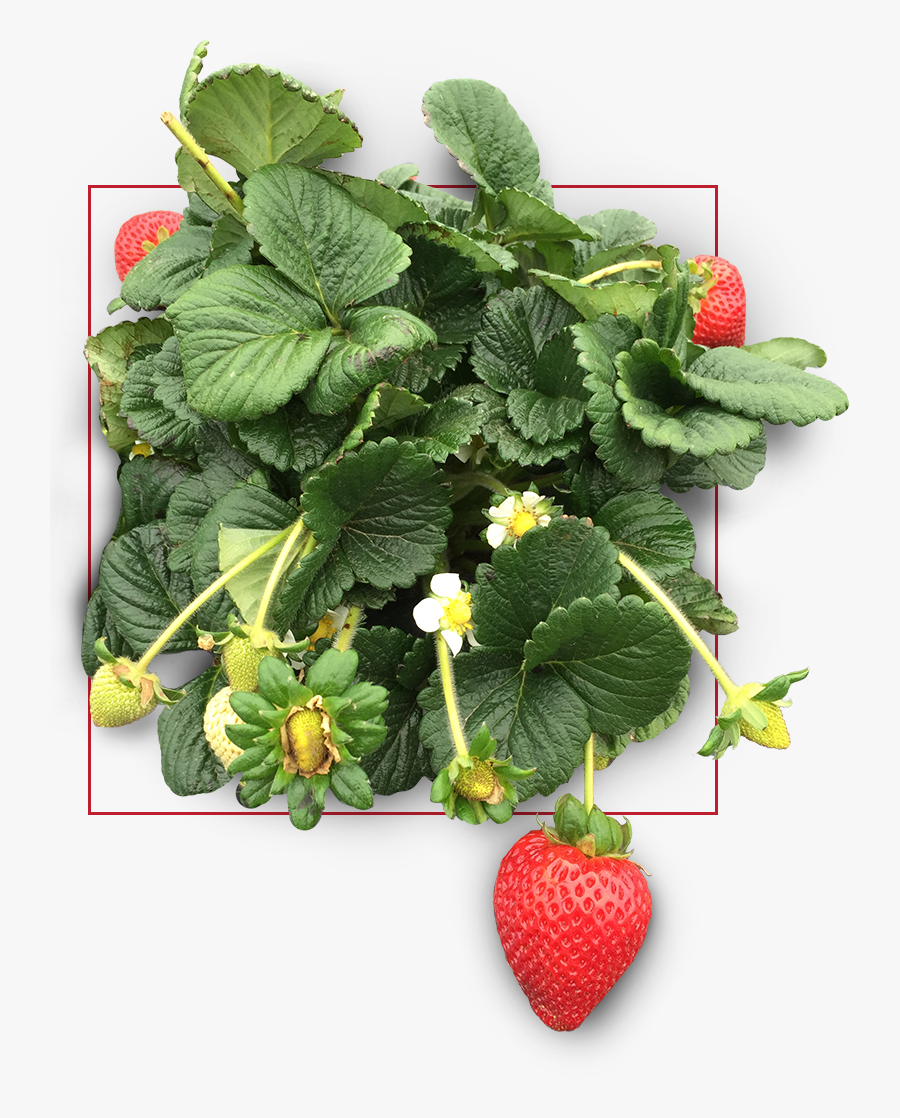 Strawberry, Transparent Clipart