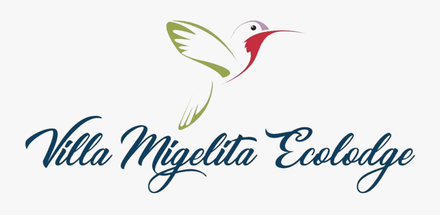 Ruby-throated Hummingbird, Transparent Clipart