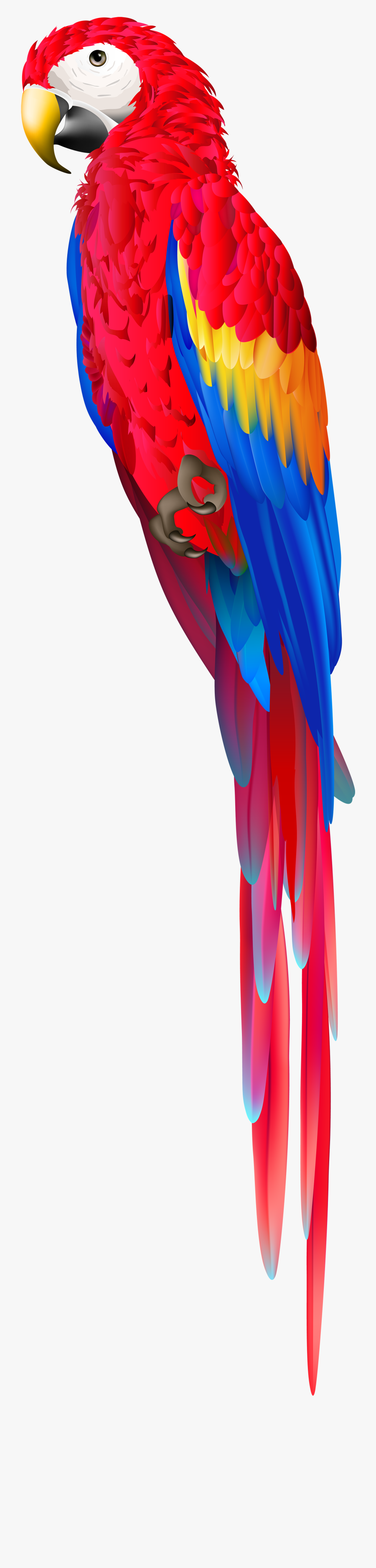 Pirate Parrot Clip Art, Transparent Clipart