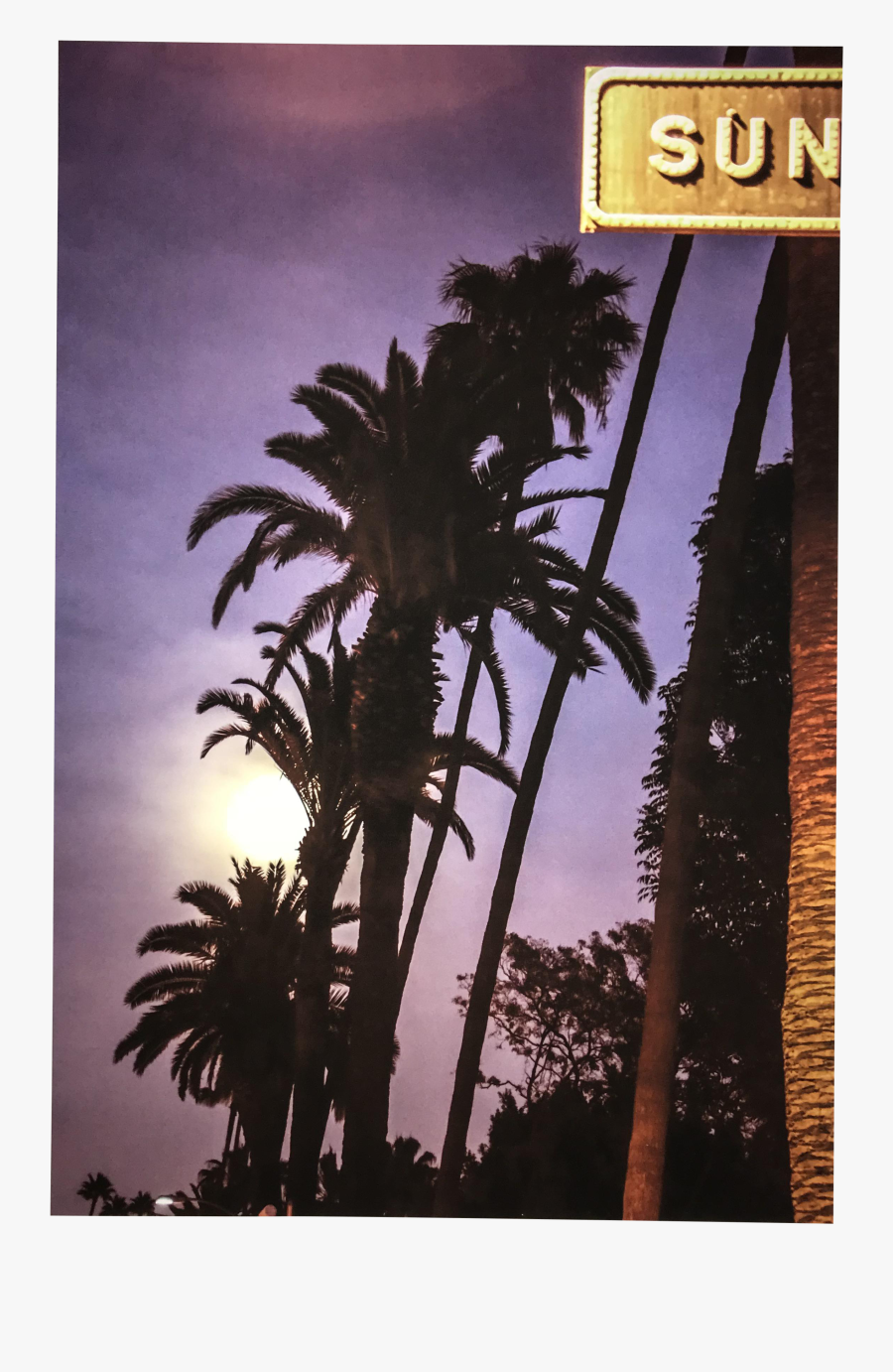 Clip Art Florida Palm Trees Sunset - Attalea Speciosa, Transparent Clipart