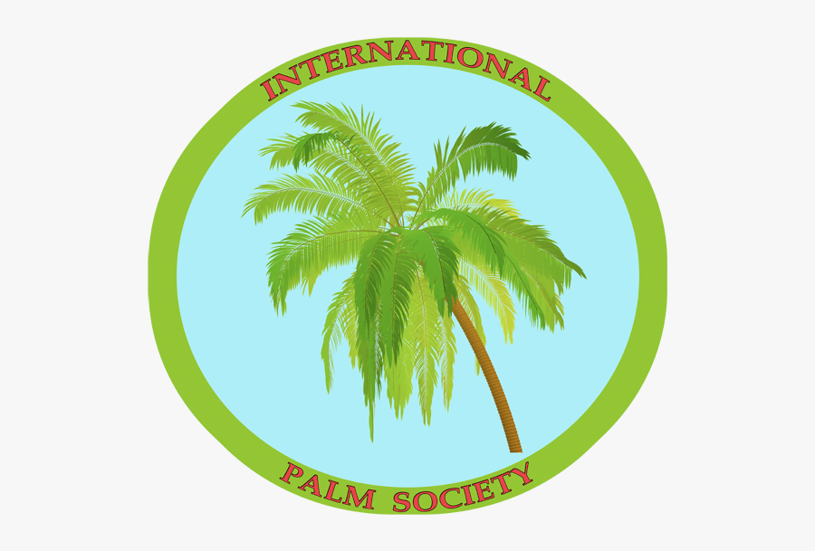 Coconut Tree, Transparent Clipart