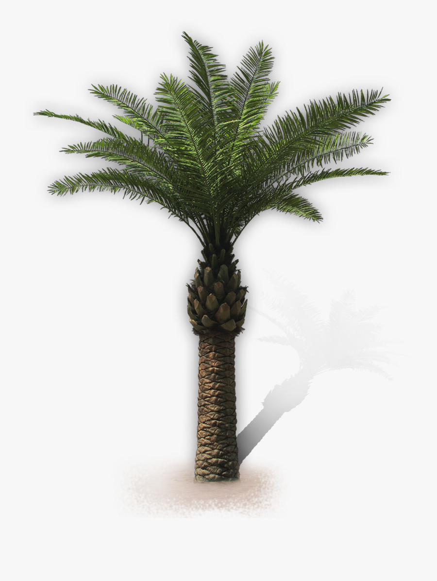 Florida Thatch Palm Tree - Palme Kunstpflanze, Transparent Clipart