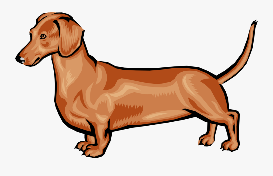 Vector Image Illustration Of Dachshund Illustration