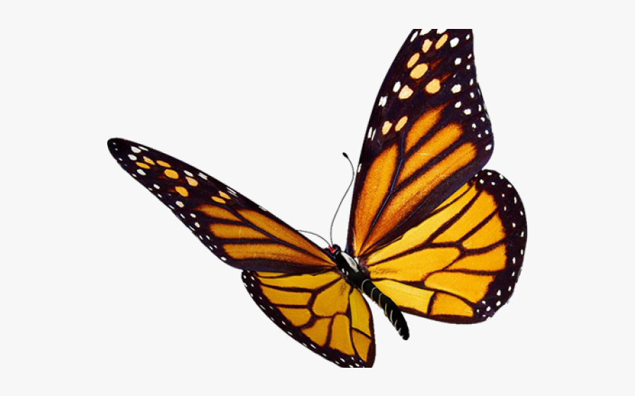 Monarch Butterfly Clipart Red Colour - Transparent Background Butterfly Clipart, Transparent Clipart
