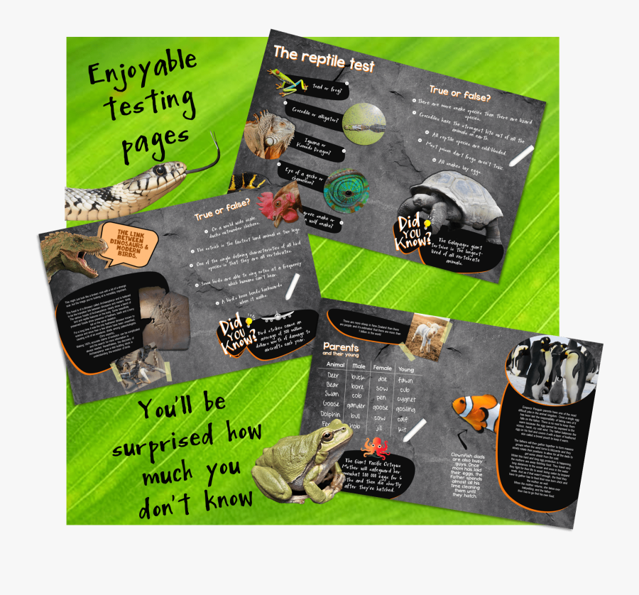 Armadillo, Transparent Clipart