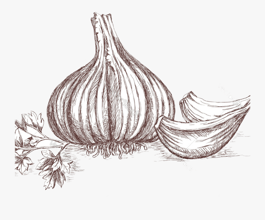 Clip Art , Png Download - Garlic Drawing, Transparent Clipart