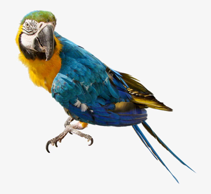 Transparent Background Parrot Clipart, Transparent Clipart