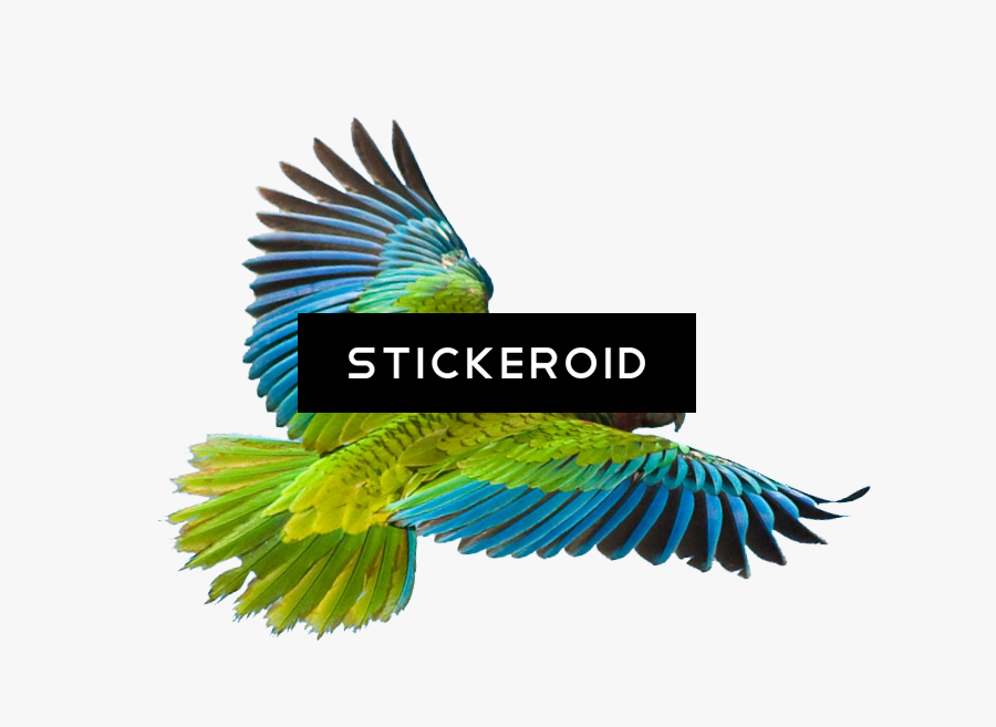 Parrot Clipart , Png Download - Transparent Background Parrot Flying Birds Png, Transparent Clipart