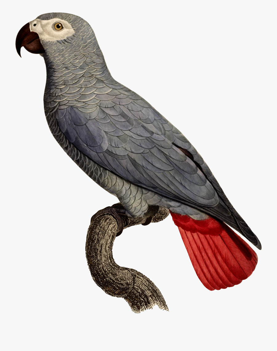 African Grey Parrot Scientific Illustration - Levaillant, Transparent Clipart