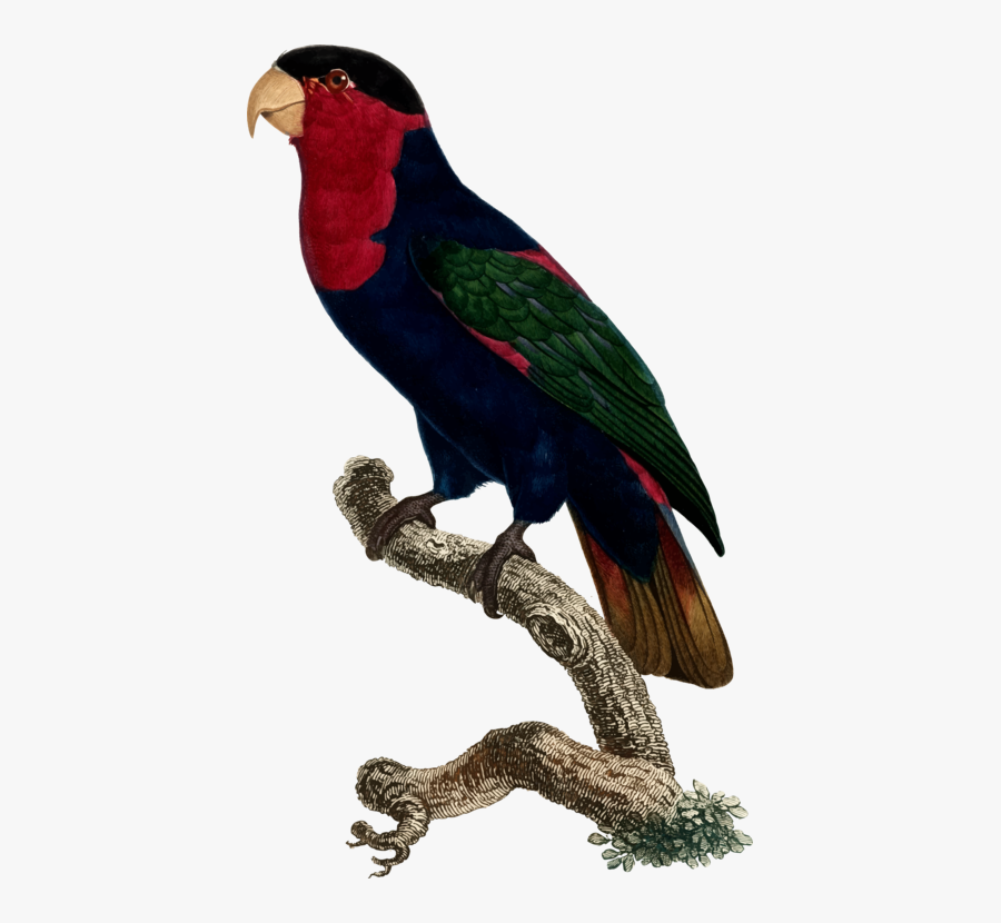 Macaw,parrot,lorikeet - Black-capped Lory, Transparent Clipart