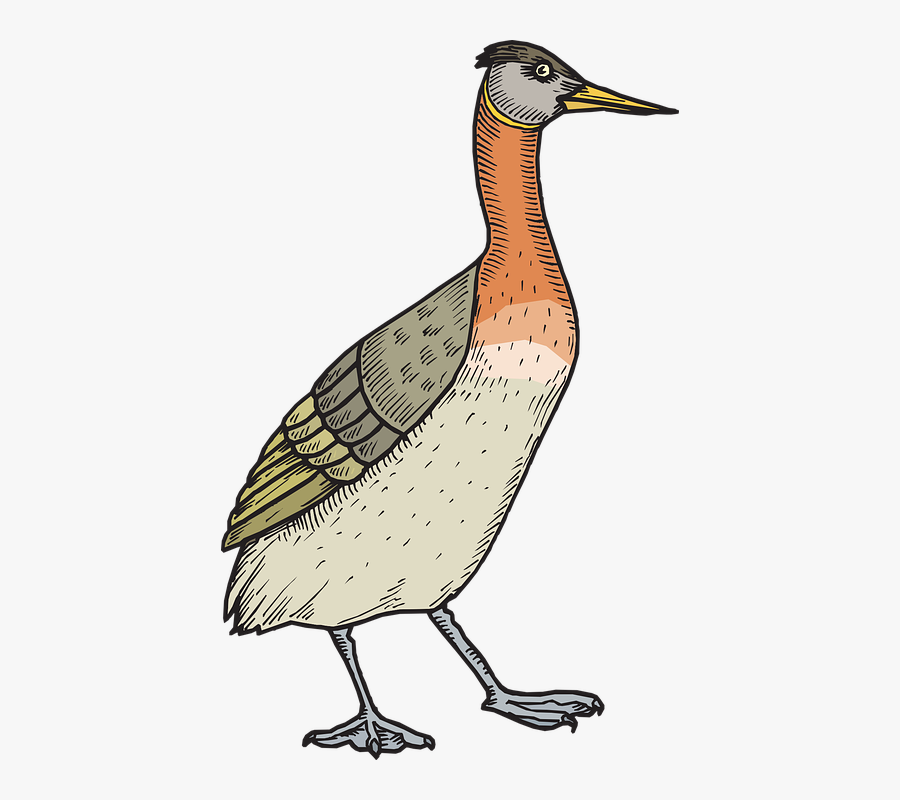 Ave, Pato, Alas, Caminar, Pluma, Plumas - Indian Bustard Clipart Png Image Without Background, Transparent Clipart