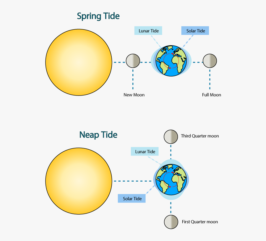 Picture - Sun Earth And Moon During Spring Tide, Transparent Clipart