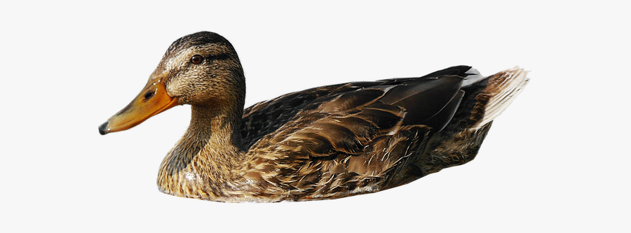 Duck Free Png Images Transparent Backgrounds Duck 1174224 - Duck Png, Transparent Clipart