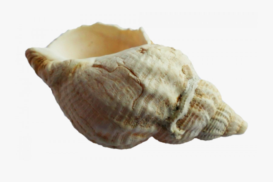 Transparent Conch Shell Png, Transparent Clipart
