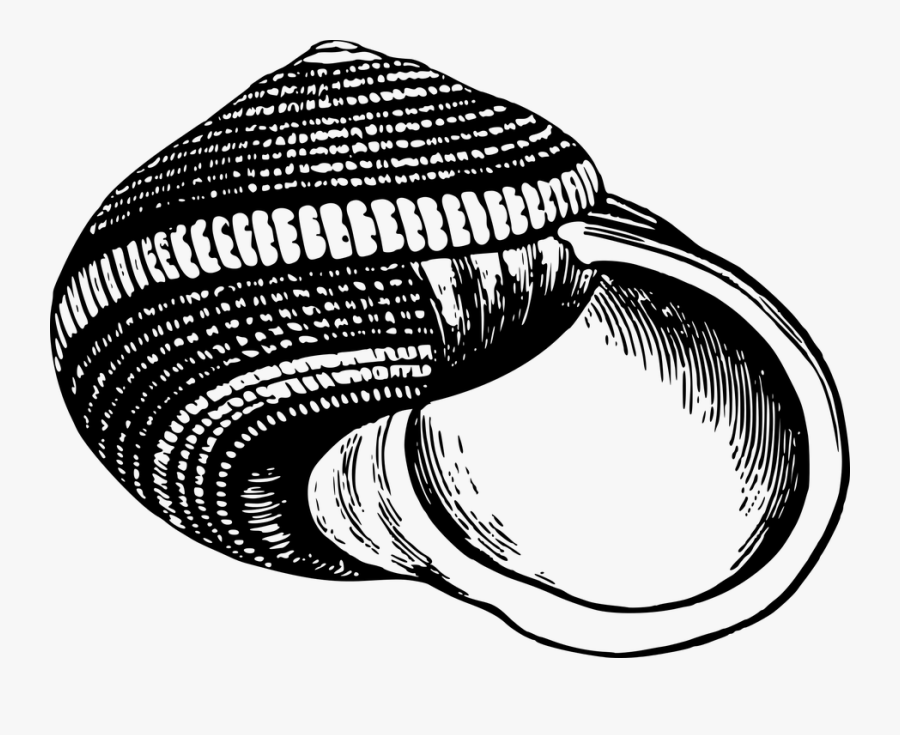 Animal, Beach, Ocean, Sea, Seashell, Seaside, Shell - Conchas Blanco Y Negro, Transparent Clipart