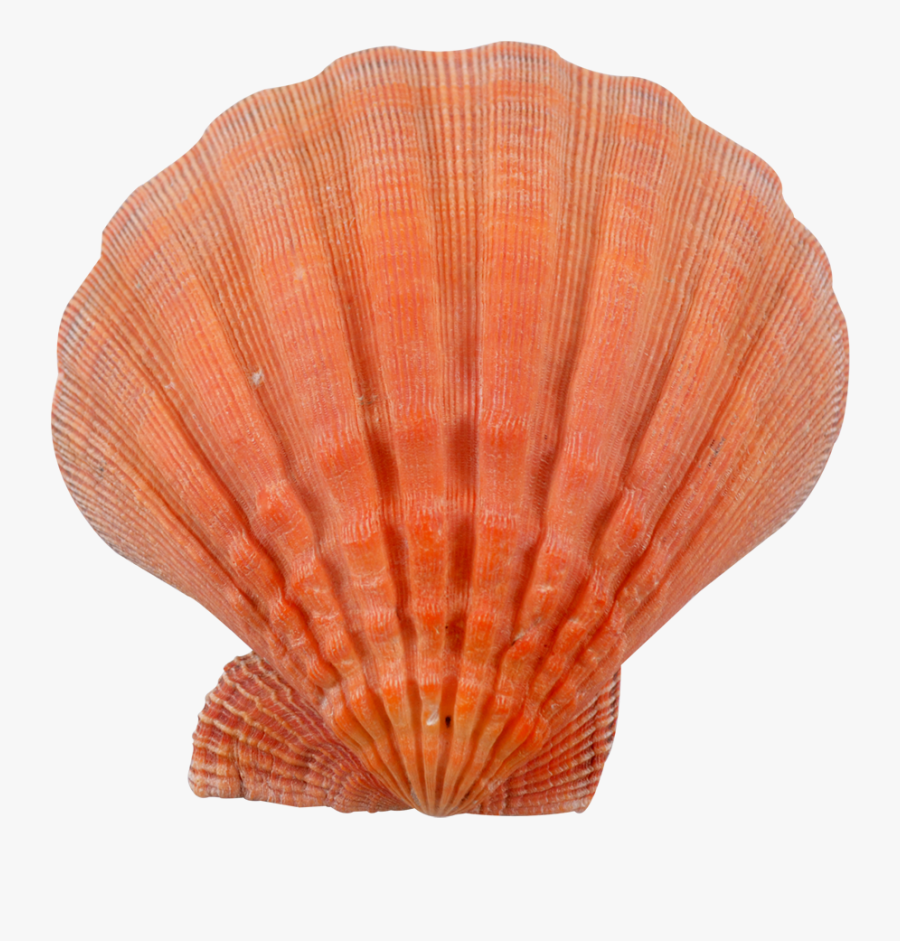 Clip Art Lion S Paw Orange - Orange Seashells, Transparent Clipart