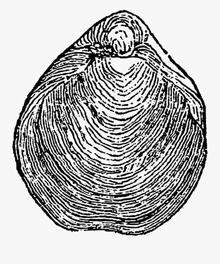 Line Art, Transparent Clipart