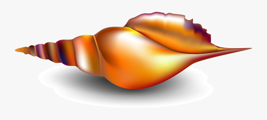 Seashell Conch Mollusc Shell - เวก เตอร์ หอย สังข์, Transparent Clipart