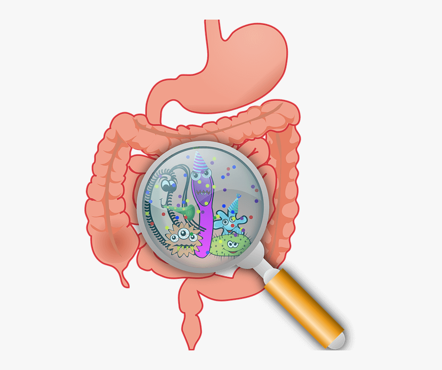What To Eat To Re-engineer Your Gut And Reduce Breast - Gut Microbiota, Transparent Clipart