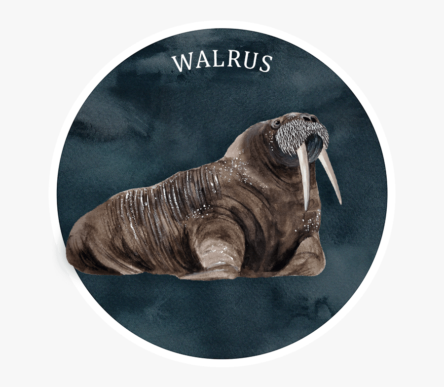 Transparent Walrus Png - Walrus, Transparent Clipart