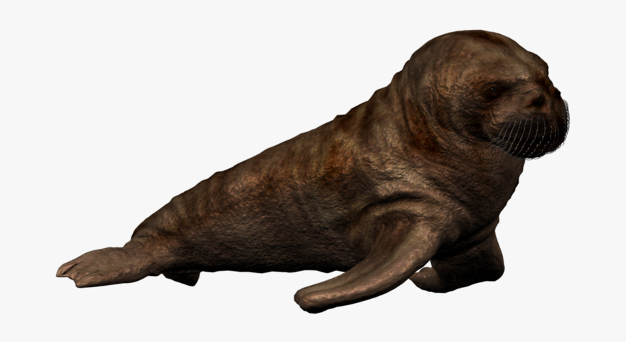 Walrus Png Photo - Baby Walrus Png, Transparent Clipart