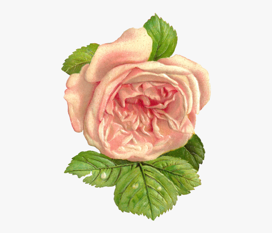 Floribunda, Transparent Clipart