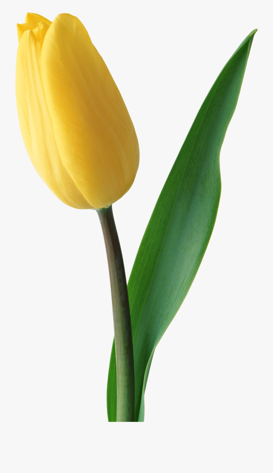 Yellow Tulips Flower Png, Transparent Clipart