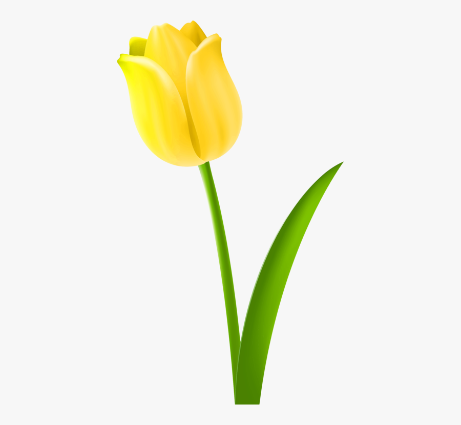 Tulip Drawing Cut Flowers Petal Cc0 - Drawing Of Tulip Flower Colour, Transparent Clipart