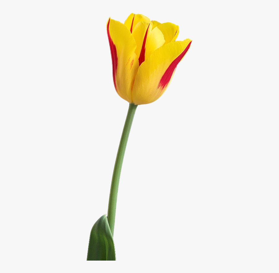 Tulip Flower Hd Png, Transparent Clipart