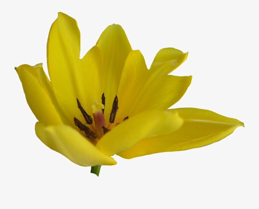 Tulip Flower Free Png Transparent Images Free Download - Yellow Tulip Flower Transparent, Transparent Clipart
