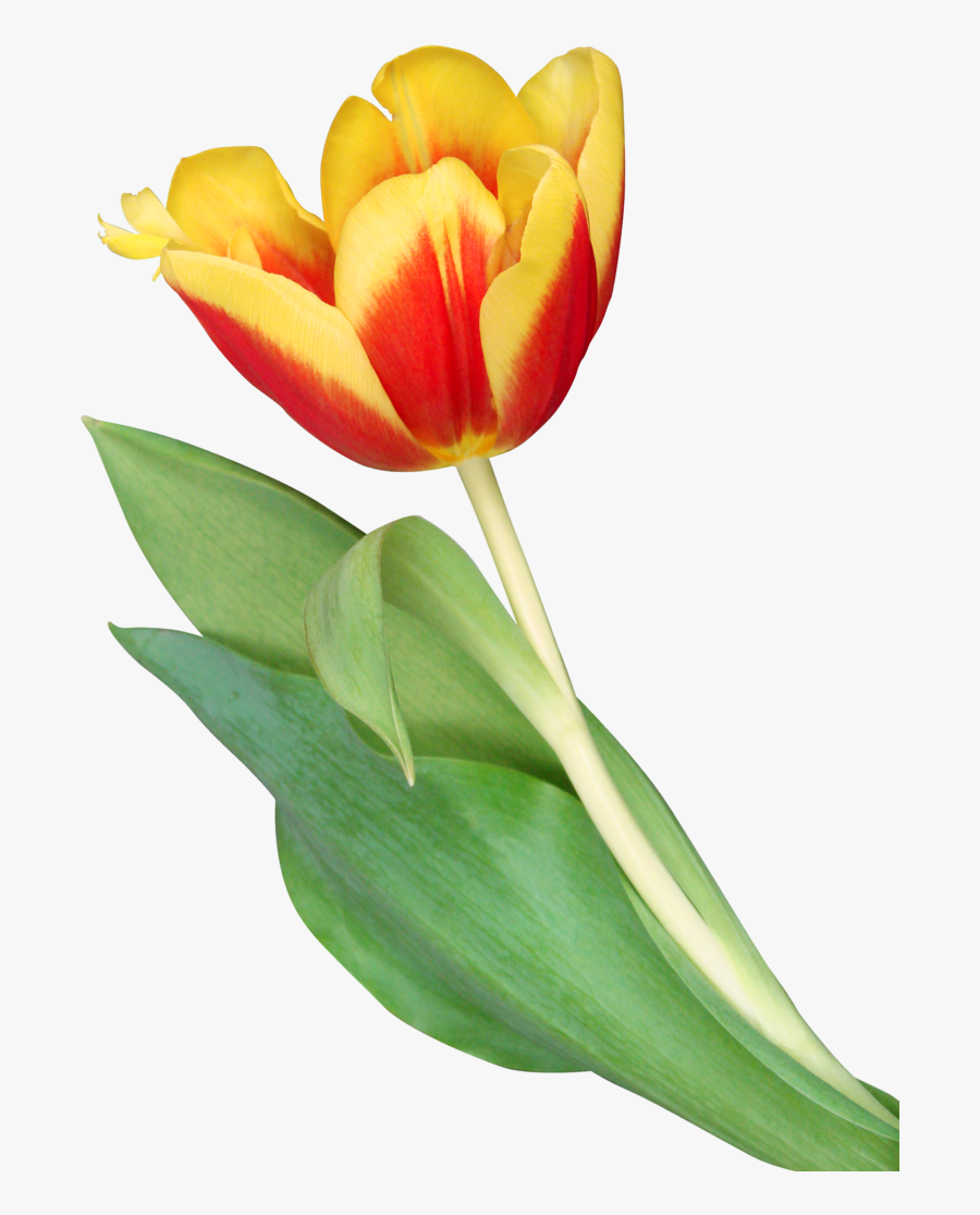 Tulip Yellow And Orange Png, Transparent Clipart