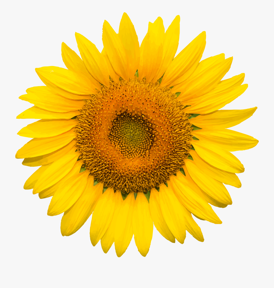 Sunflowers Png Happy Easter - Sunflower Png, Transparent Clipart