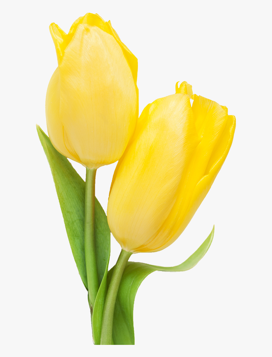 Tulip Transparent Yello - Yellow Tulip Transparent, Transparent Clipart