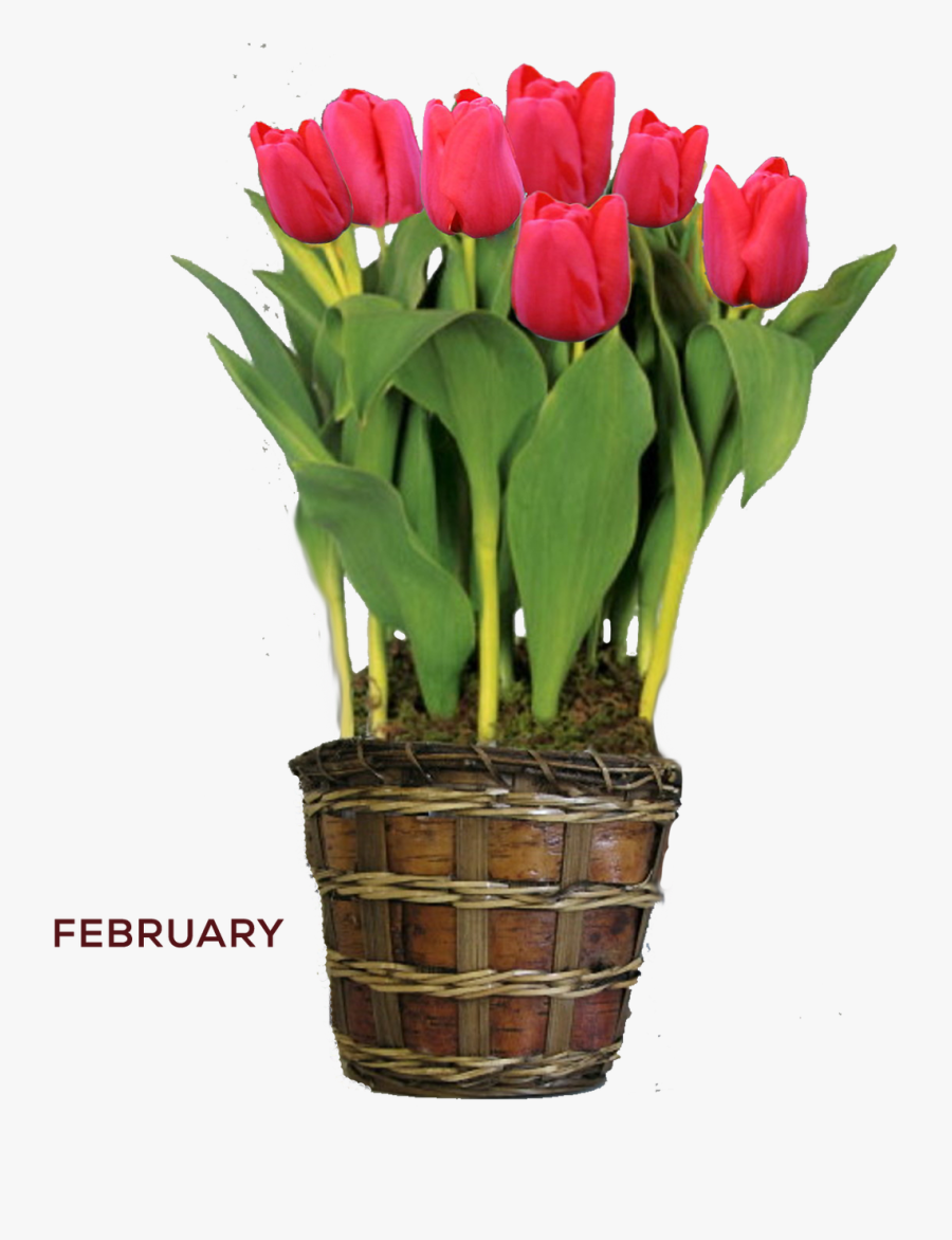 Transparent Red Tulip Png - Yellow Tulip Plant, Transparent Clipart